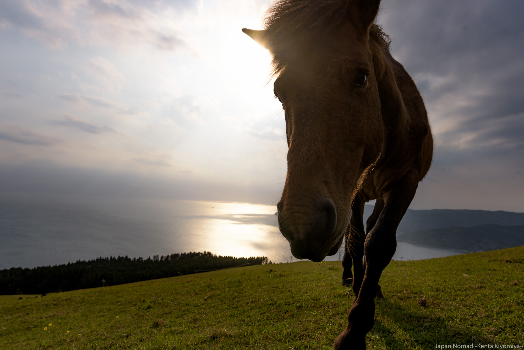 【旅204日目】一生に一度は訪れたい、野生の馬に会える場所「都井岬」