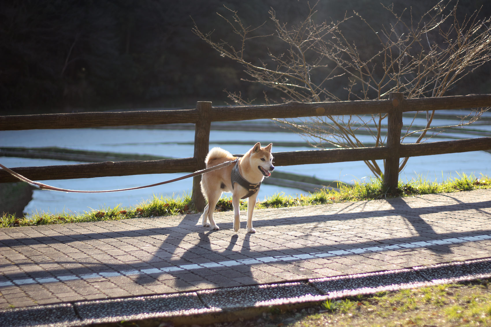 愛犬 子太郎 柴犬と過ごした10年間 Japan Nomad 旅と山と写真のブログ